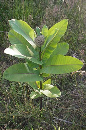 Asclepias syriaca \ Gewhnliche Seidenpflanze / Purple Silkweed, D Waghäusel 23.6.2010