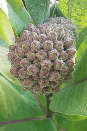 Asclepias syriaca / Purple Silkweed, D Waghäusel 23.6.2010