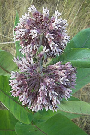 Asclepias syriaca \ Gewhnliche Seidenpflanze / Purple Silkweed, D Waghäusel 5.7.2010