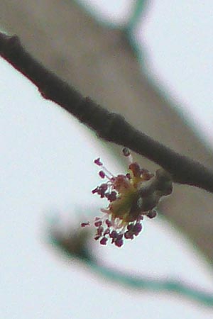 Ulmus glabra \ Berg-Ulme, D Mannheim 25.3.2010