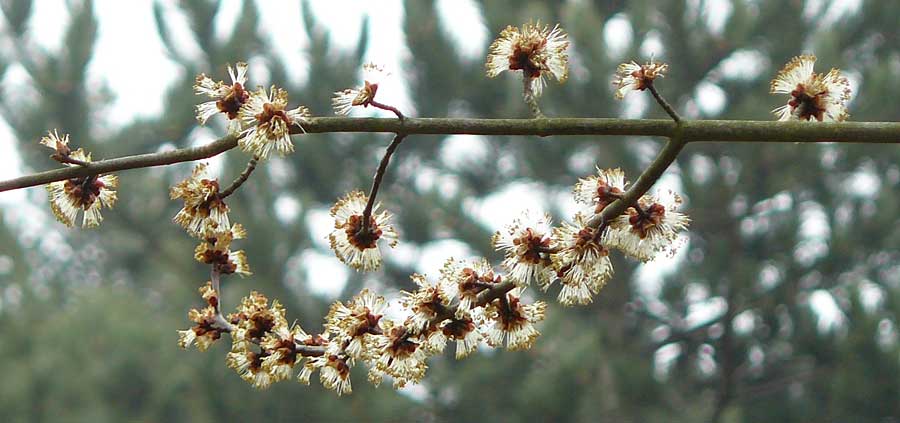 Acer saccharinum \ Silber-Ahorn / Silver Maple, D Mannheim 3.3.2012