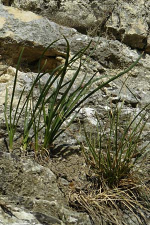 Allium senescens subsp. montanum \ Berg-Lauch / Mountain Garlic, German Garlic, D Weltenburg 13.6.2014