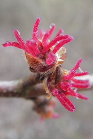 Acer saccharinum \ Silber-Ahorn, D Mannheim 3.3.2012