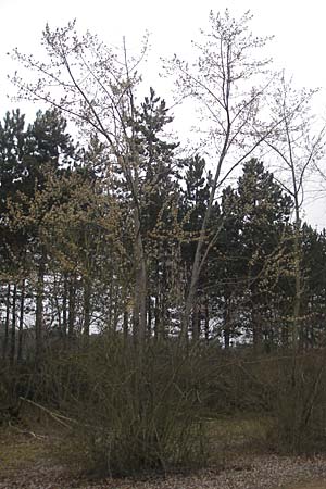 Acer saccharinum \ Silber-Ahorn / Silver Maple, D Mannheim 3.3.2012