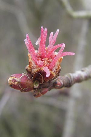 Acer saccharinum \ Silber-Ahorn / Silver Maple, D Mannheim 3.3.2012