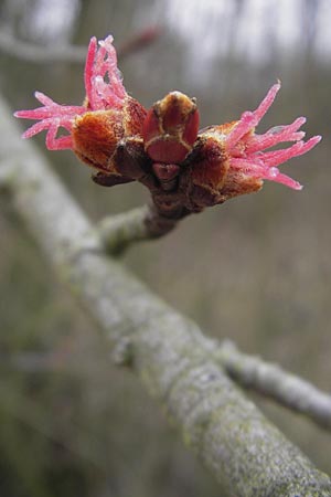 Acer saccharinum \ Silber-Ahorn, D Mannheim 3.3.2012