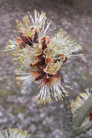 Acer saccharinum \ Silber-Ahorn / Silver Maple, D Mannheim 3.3.2012