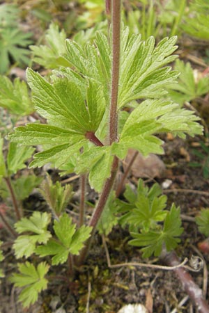 Anemone sylvestris \ Wald-Anemone / Snowdrop Anemone, D Mainz 21.4.2012