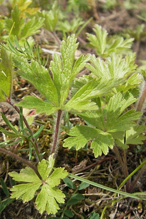 Anemone sylvestris \ Wald-Anemone, D Mainz 21.4.2012