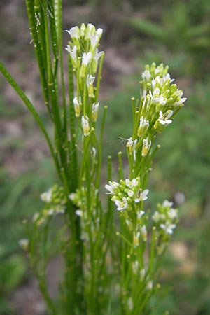 Arabis nemorensis \ Flachschotige Gnsekresse, Auen-Gnsekresse / Gerard's Rock-Cress, D Lampertheim 21.5.2012