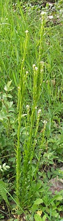 Arabis nemorensis \ Flachschotige Gnsekresse, Auen-Gnsekresse / Gerard's Rock-Cress, D Lampertheim 21.5.2012