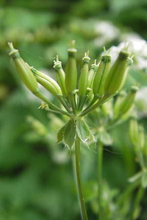 Anthriscus sylvestris \ Wiesen-Kerbel, D Eichstätt 4.6.2012