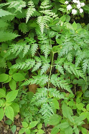 Anthriscus sylvestris \ Wiesen-Kerbel, D Eichstätt 4.6.2012