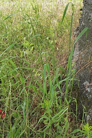 Avena fatua \ Wind-Hafer, Flug-Hafer / Common Wild Oat, D Seeheim an der Bergstraße 28.6.2013