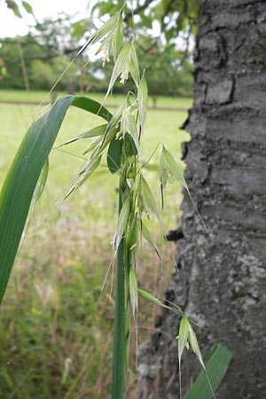 Avena fatua \ Wind-Hafer, Flug-Hafer / Common Wild Oat, D Seeheim an der Bergstraße 28.6.2013