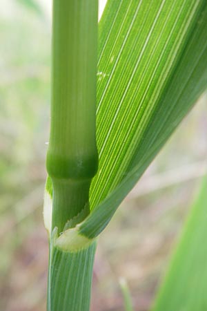 Avena fatua \ Wind-Hafer, Flug-Hafer / Common Wild Oat, D Seeheim an der Bergstraße 28.6.2013