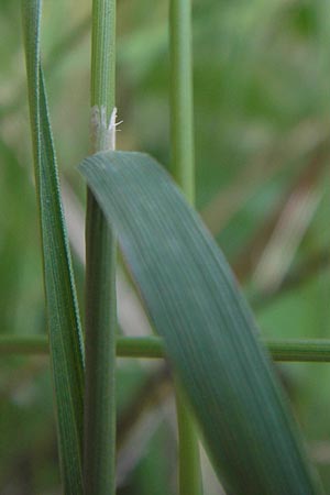 Agrostis stolonifera \ Weies Straugras, D Dietzenbach 2.7.2013