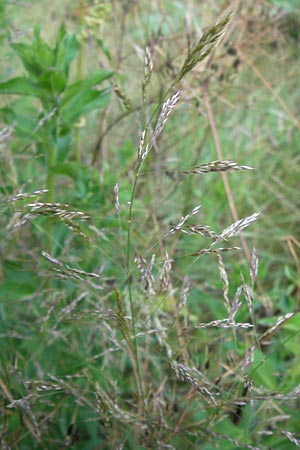 Agrostis stolonifera \ Weies Straugras, D Dietzenbach 2.7.2013