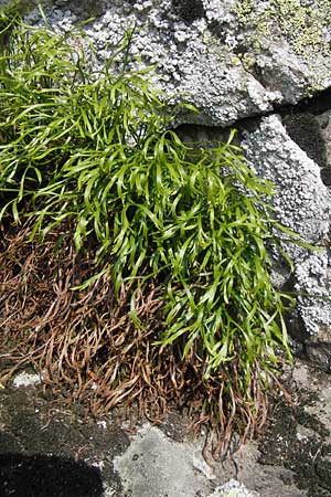 Asplenium septentrionale \ Nordischer Streifenfarn / Forked Spleenwort, D Rhön, Milseburg 6.7.2013