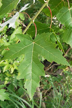 Acer saccharinum \ Silber-Ahorn, D Mannheim 19.8.2013