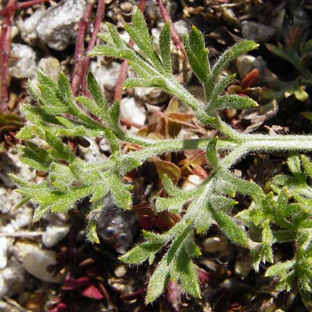 Artemisia scoparia \ Besen-Beifu / Redstem Wormwood, Virgate Sagebrush, D Obernzell an der Donau 30.3.2014