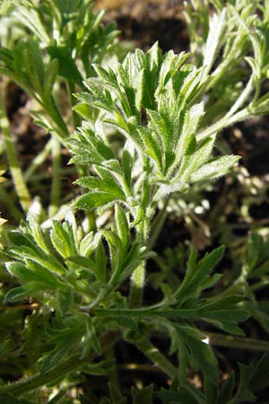 Artemisia scoparia \ Besen-Beifuß / Redstem Wormwood, Virgate Sagebrush, D Obernzell an der Donau 30.3.2014
