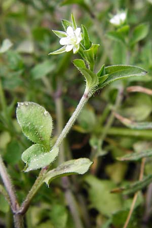 Arenaria serpyllifolia \ Quendelblttriges Sandkraut / Thyme-Leaved Sandwort, D Wetzlar 26.4.2014