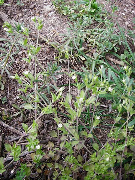 Arenaria serpyllifolia \ Quendelblättriges Sandkraut / Thyme-Leaved Sandwort, D Wetzlar 26.4.2014