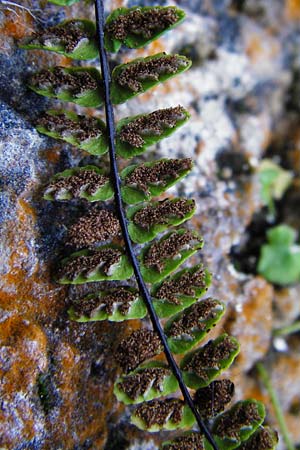 Asplenium trichomanes subsp. pachyrachis \ Dickstieliger Brauner Streifenfarn, D Geislingen a. d. Steige 4.5.2014