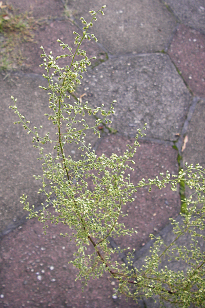 Artemisia scoparia \ Besen-Beifuß / Redstem Wormwood, Virgate Sagebrush, D Mannheim 8.9.2014