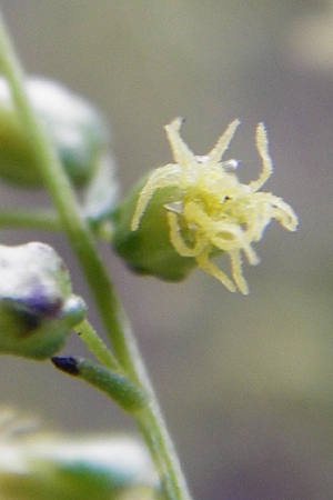 Artemisia scoparia / Redstem Wormwood, Virgate Sagebrush, D Obernzell an der Donau 8.9.2014