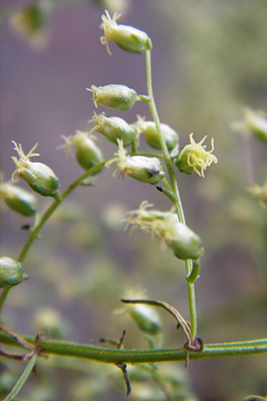 Artemisia scoparia \ Besen-Beifu / Redstem Wormwood, Virgate Sagebrush, D Obernzell an der Donau 8.9.2014