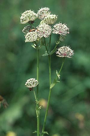 Astrantia major \ Groe Sterndolde / Great Masterwort, D Hurlach 16.7.2005