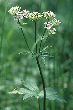 Astrantia major \ Groe Sterndolde, D Pupplinger Au 16.7.2005