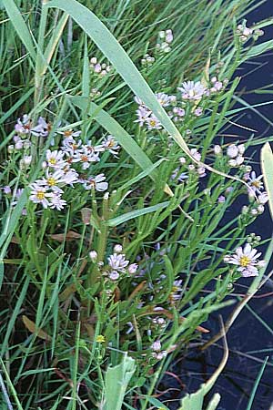 Tripolium pannonicum subsp. tripolium \ Meer-Aster, Strand-Aster / Sea Aster, D Vorpommern Zingst 11.6.1998