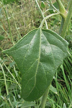 Atriplex micrantha \ Verschiedensamige Melde / Two-Seeded Orache, D Mannheim 23.8.2006