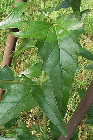 Atriplex sagittata / Glossy-Leaved Orache, D Mannheim 16.9.2006