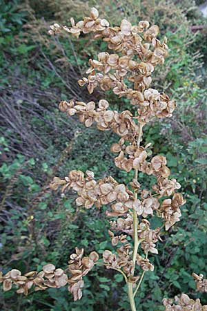 Atriplex sagittata / Glossy-Leaved Orache, D Mannheim 21.9.2006