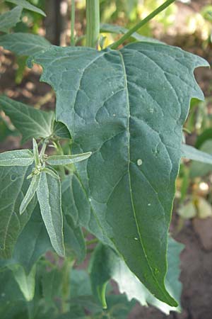 Atriplex hortensis \ Garten-Melde, D Weinheim an der Bergstraße 25.7.2008