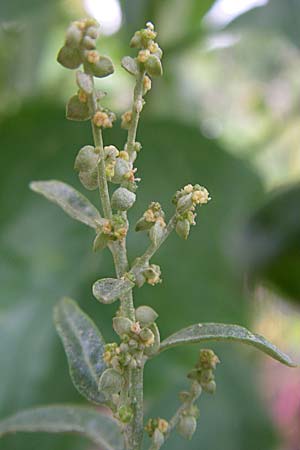 Atriplex hortensis \ Garten-Melde, D Weinheim an der Bergstraße 1.9.2008