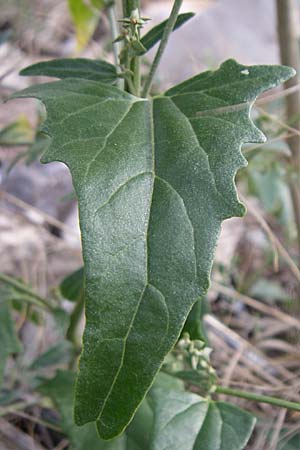 Atriplex sagittata \ Glanz-Melde / Glossy-Leaved Orache, D Rheinhessen, Flonheim 2.9.2008