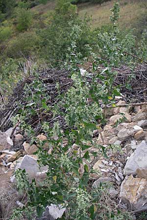 Atriplex sagittata \ Glanz-Melde / Glossy-Leaved Orache, D Rheinhessen, Flonheim 2.9.2008