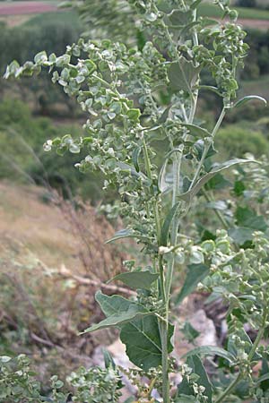 Atriplex sagittata / Glossy-Leaved Orache, D Rheinhessen, Flonheim 2.9.2008