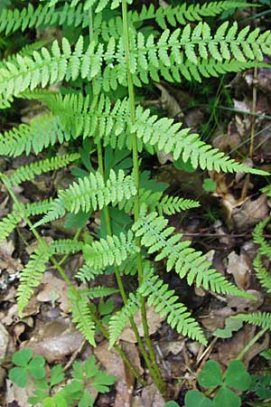 Athyrium filix-femina \ Frauenfarn, D Odenwald, Langenthal 18.5.2009