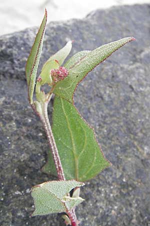 Atriplex prostrata \ Spie-Melde, Spieblttrige Melde / Spear-Leaved Orache, D Fehmarn 3.8.2009