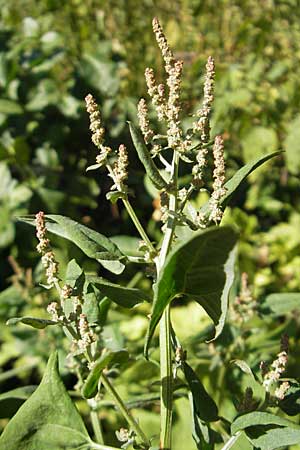 Atriplex prostrata \ Spie-Melde, Spieblttrige Melde, D Weinheim an der Bergstraße 26.8.2009