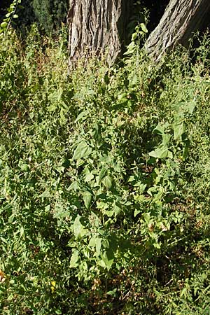 Atriplex prostrata \ Spie-Melde, Spieblttrige Melde, D Weinheim an der Bergstraße 26.8.2009