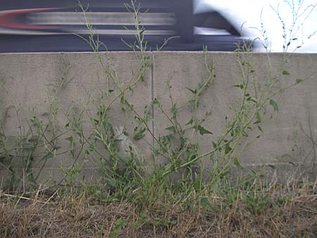 Atriplex micrantha \ Verschiedensamige Melde, D Ludwigshafen 3.9.2009