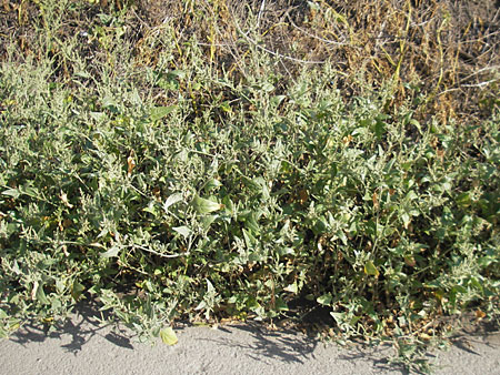 Atriplex micrantha \ Verschiedensamige Melde / Two-Seeded Orache, D Mannheim 6.9.2009