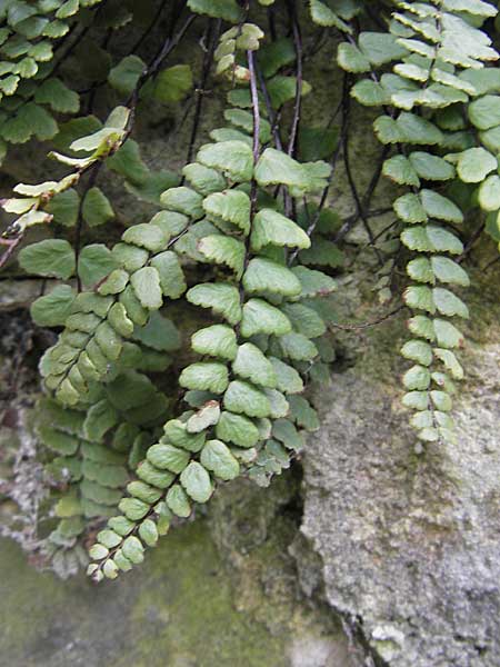 Asplenium trichomanes subsp. hastatum / Spear-Leaved Spleenwort, D Neckarzimmern 11.4.2010